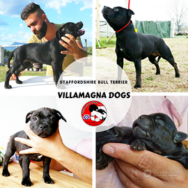 Cuccioli Staffordshire bull terrier