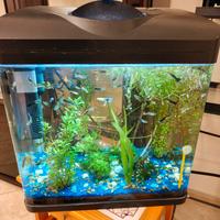 ACQUARIO 