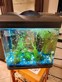 ACQUARIO 