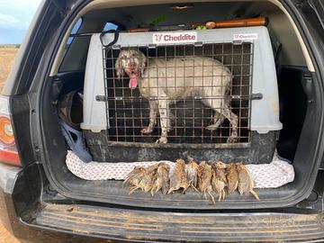 Cucciolona setter inglese