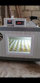incubatrice 