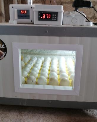 incubatrice 