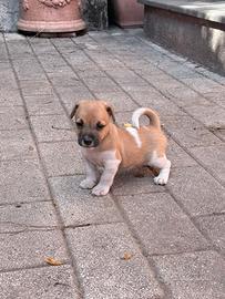 Jack Russel I Cuccioli