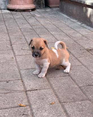 Jack Russel I Cuccioli