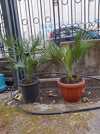 Due palme da giardino 50 euro