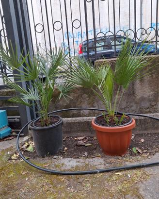 Due palme da giardino 50 euro