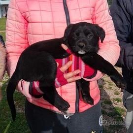 AMY cucciolina total black in adozione