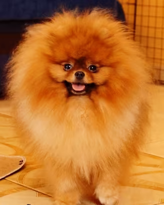 ACCOPPIAMENTO pomerania spitz ORANGE CAMPIONE 2kg
