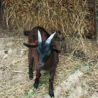 Capretti