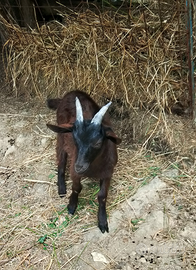 Capretti
