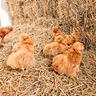 galline-moroseta-varie-colorazioni-