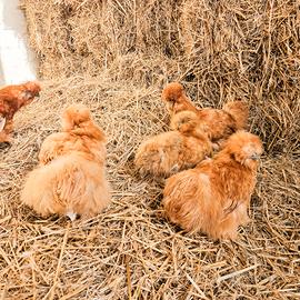 galline moroseta varie colorazioni 