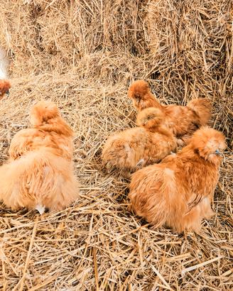 galline moroseta varie colorazioni 