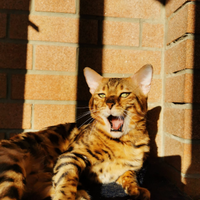 Bengala Gatto