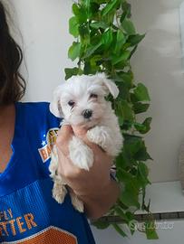 Maltese coreano