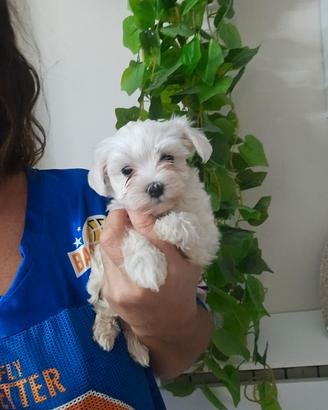 Maltese coreano