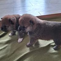 Shiba inu cuccioli Roi