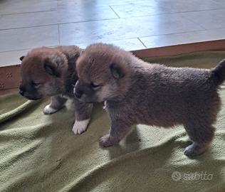Shiba inu cuccioli Roi