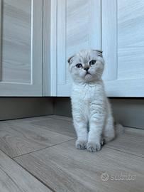 Scottish fold