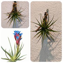 Tillandsia Aeranthos  (pianta aria) da appendere