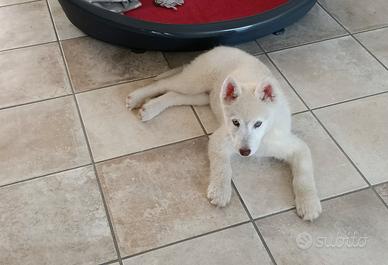Siberian Husky 2 mesi
