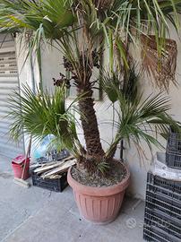 Piante ornamentali Chamaerops humilis