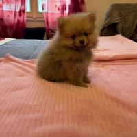 Cucciolo nano splitz di Pomerania