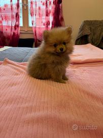 Cucciolo nano splitz di Pomerania
