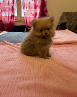 Cucciolo nano splitz di Pomerania