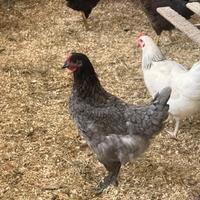 Gallina ovaiola