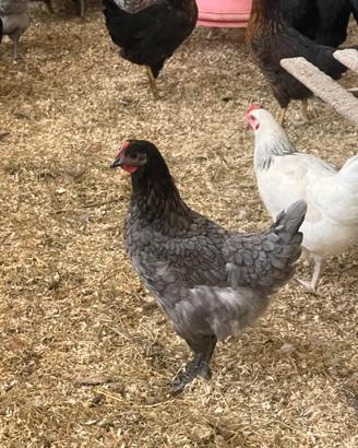Gallina ovaiola