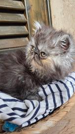Cuccioli persiani ipertipici maschi