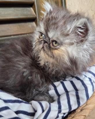 Cuccioli persiani ipertipici maschi