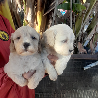 Maltipoo