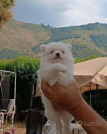 Volpino Spitz a Salerno