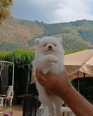 Volpino Spitz a Salerno