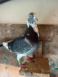 Piccioni viaggiatori