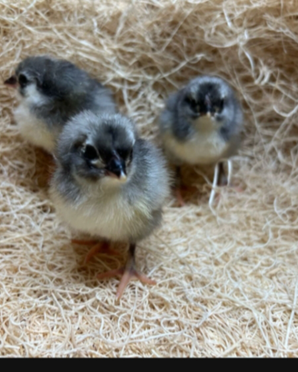 Pulcinotti femmina ovaiole