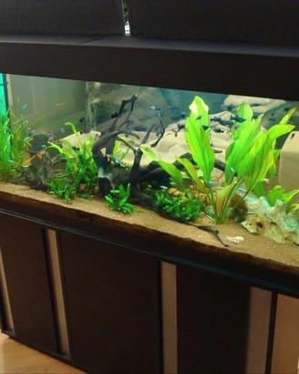 Acquario 400 litri