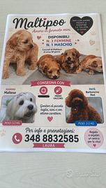 Amore di cagnolini