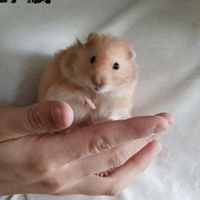 Criceti Europei D'angora