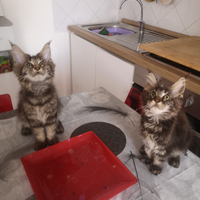 Stupende Cucciole main coon Torino
