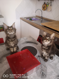 Stupende Cucciole main coon Torino