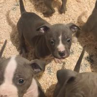 Cuccioli di Amstaff Blue con pedigree ENCI