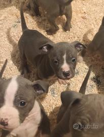 Cuccioli di Amstaff Blue con pedigree ENCI