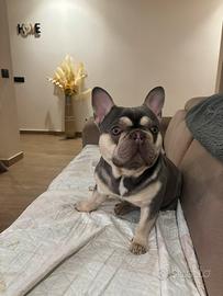 Buldog francese
