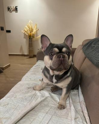 Buldog francese