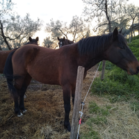 Cavallo intero di tre anni