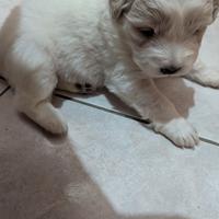 Cuccioli maremmani