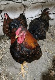 Pulcini di Wyandotte oro orlo nero